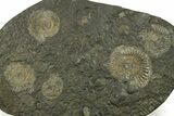 Fossil Ammonite (Dactylioceras) Cluster - Posidonia Shale, Germany #383736-1